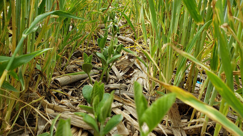 Cover crop plantings