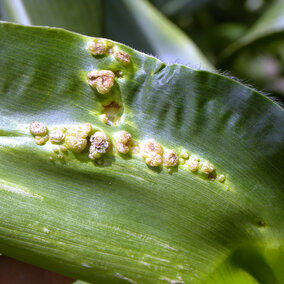 Common smut on corn
