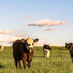 cattle grazing spring pasture